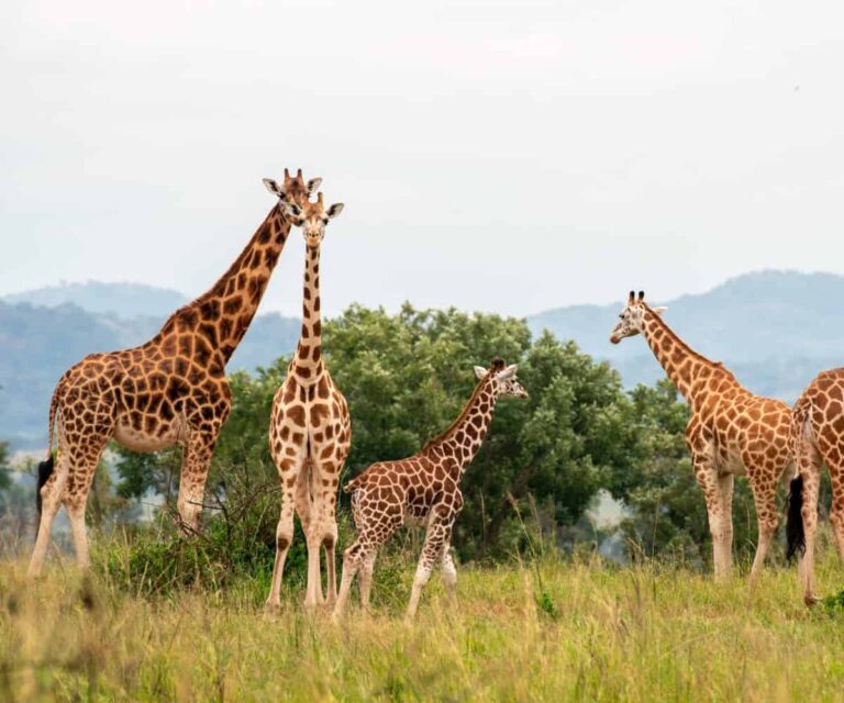 Giraffes-in-Uganda.jpg