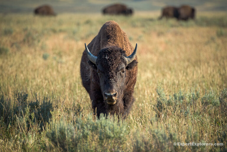 Large-male-Bison-in-field-sunset-Hayden-Valley-Yellowstone-WY.jpg