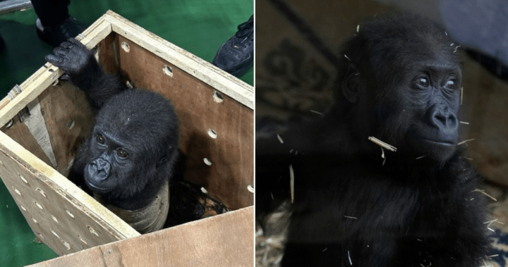 Baby gorilla recovering after rescue from cargo hold of plane in Turkey - National