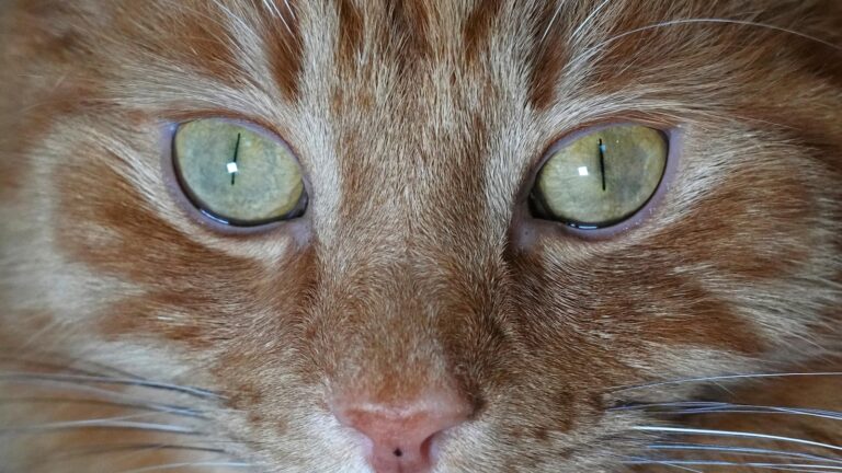 Facing a flap over cats, Scotland's government denies it plans to ban felines