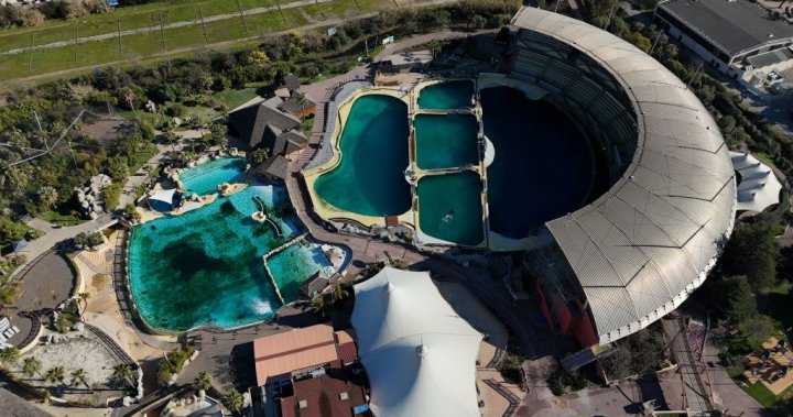 Stranded orcas, dolphins left in rotting tanks in closed French marine park