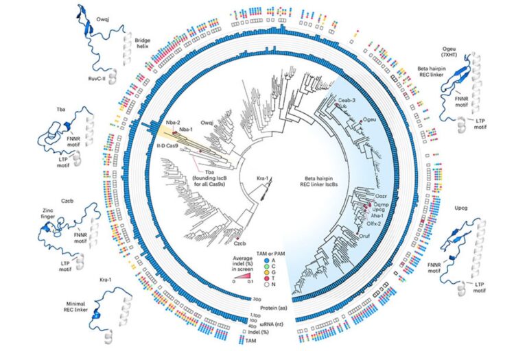 Rationale-engineering-generates-a-compact-new-tool-for-gene-therapy.jpg
