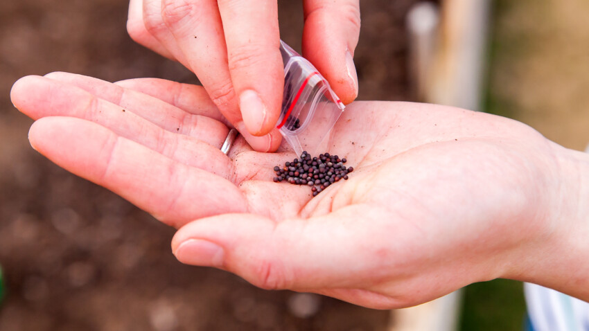 बोक चोय बीज