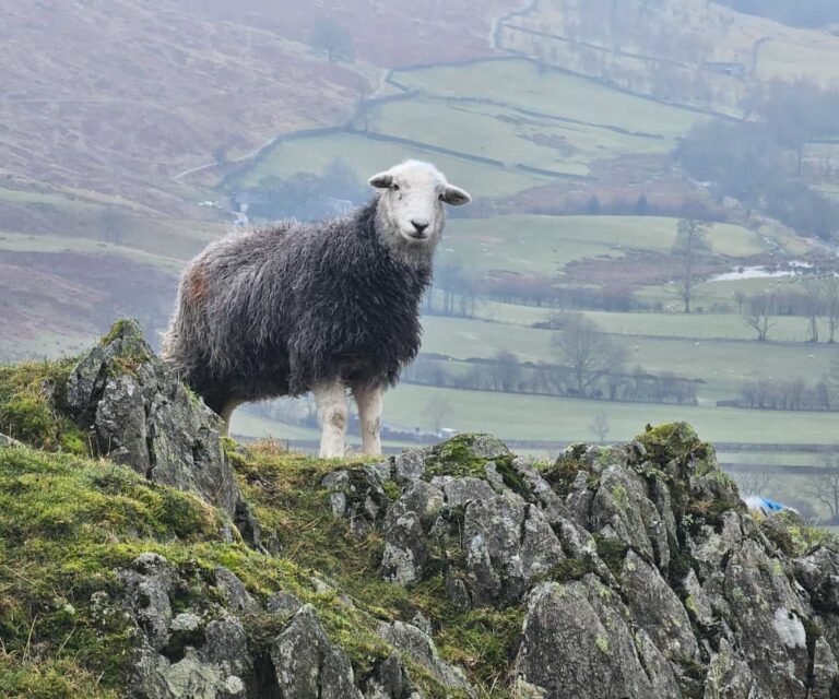 Troutbeck-Tongue-sheep.jpg