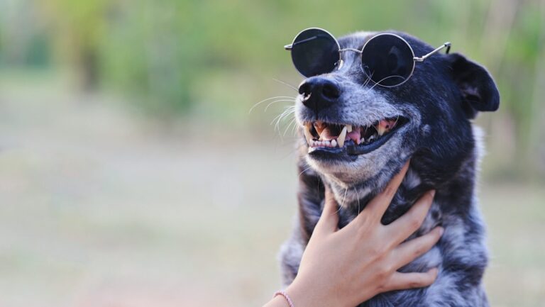 happy-pet-concept-dog-wearing-sunglasses-in-outd-2024-09-15-16-48-14-utc-scaled-e1746183700794.jpg