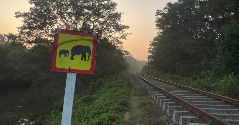 Elephant killed by train in Sri Lanka despite safety measures introduced after recent deadly crash