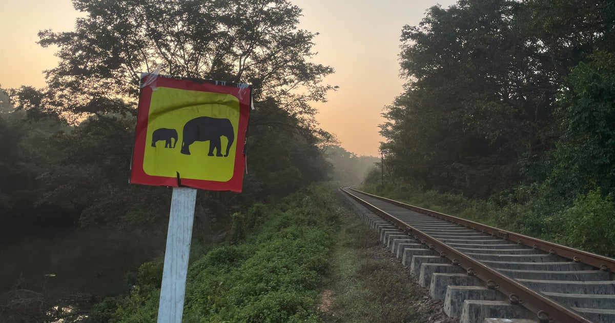 Elephant killed by train in Sri Lanka despite safety measures introduced after recent deadly crash
