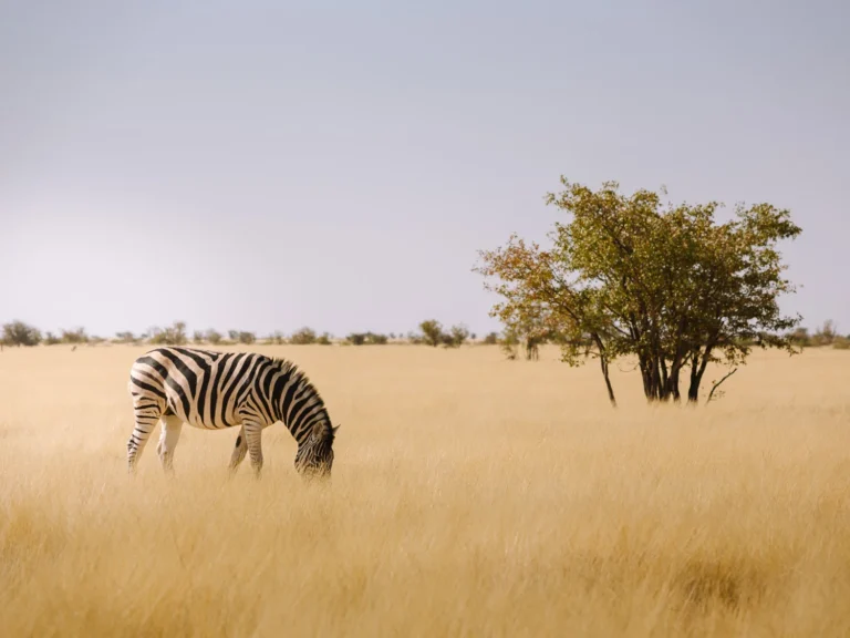 zebra-etosha.webp.webp