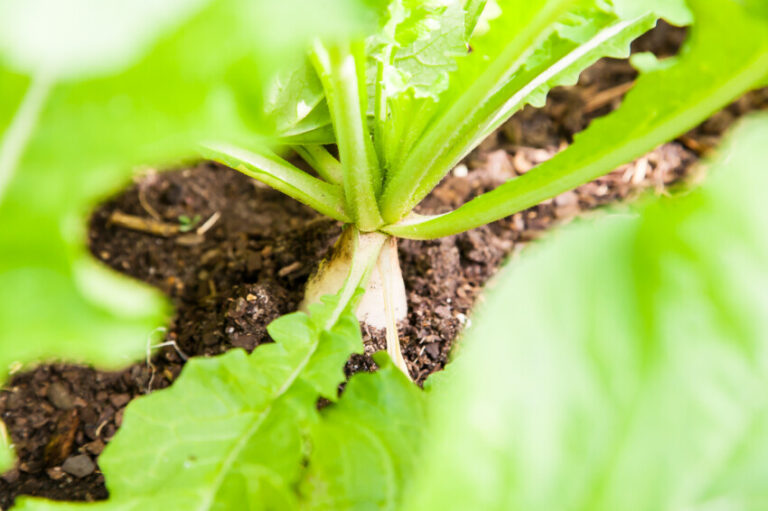 गार्डन में डाइकॉन