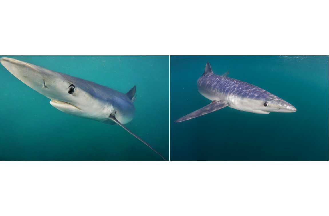 Merging-AI-and-underwater-photography-to-reveal-hidden-ocean-worlds.jpg