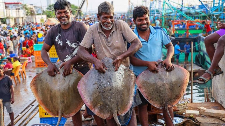 fishermen-show-their-catch-at-kasimedu-fish-market-after-the-relaxation-of-fishing-ban-in-chennai-245635107-16x9_0.jpg