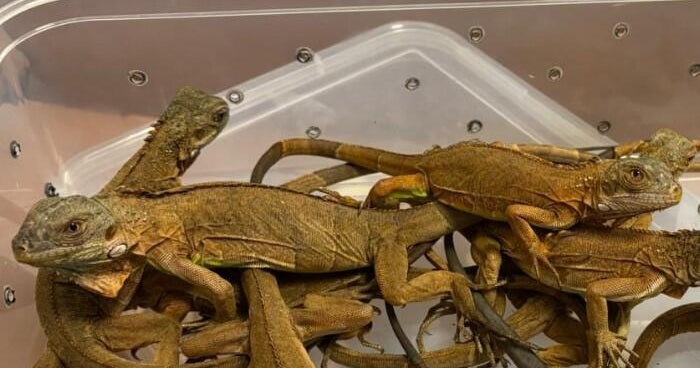 Smuggler traveling from Thailand stopped with lizards, tarantulas, possums, authorities in India say