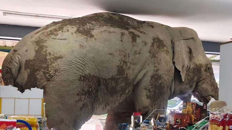 A hungry wild elephant raids a grocery store in Thailand for snacks