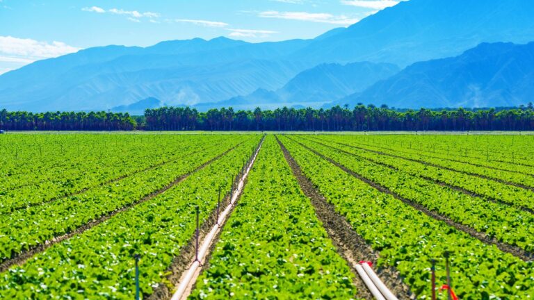 Top 10 Countries Leading in Global Agricultural Production