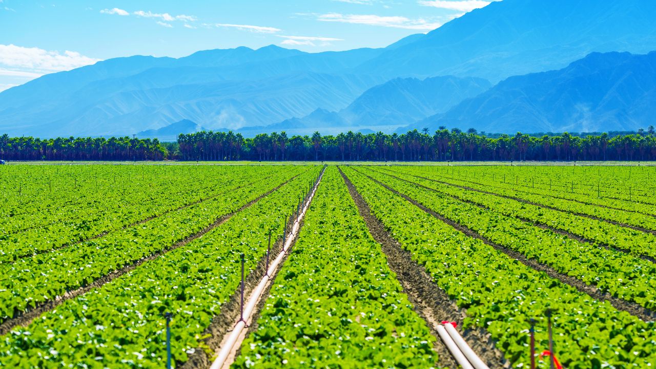 Top 10 Countries Leading in Global Agricultural Production