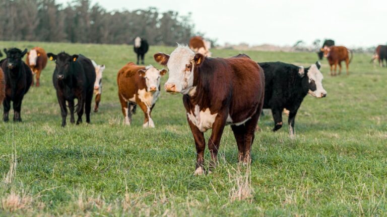 US to Restart Livestock Trade with Mexico in Phases from July 7