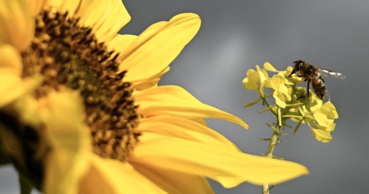 Bee attack in southern France leaves 3 hospitalized, 24 injured - National