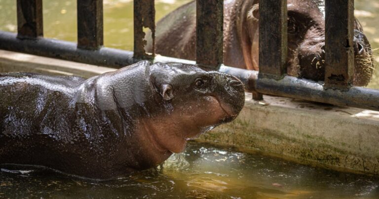 Beloved baby hippo Moo Deng celebrates first birthday at a Thailand zoo
