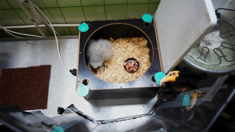 Zookeepers in Prague turn into puppeteers to save baby vultures