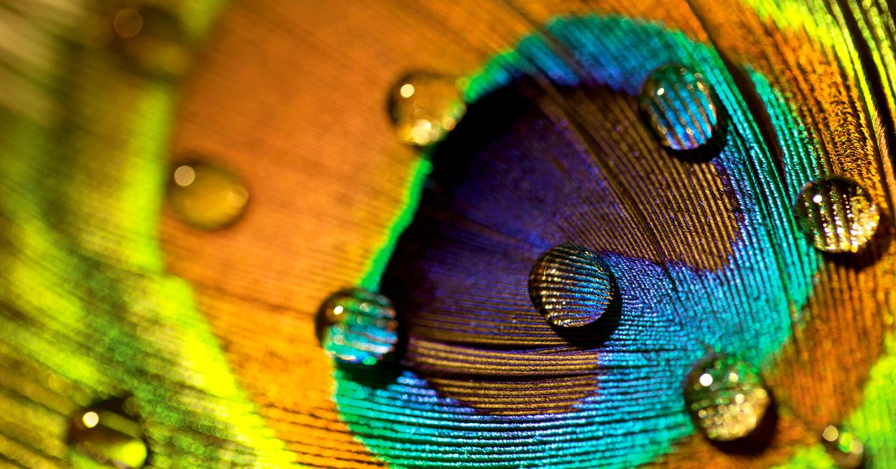 Peacock-Feathers-Stunning-Can-Emit-Laser-Beams-Science-465851414.jpg