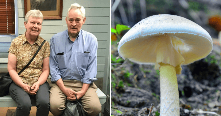 Sole mushroom poisoning survivor says Erin Patterson left him ‘half alive’ - National