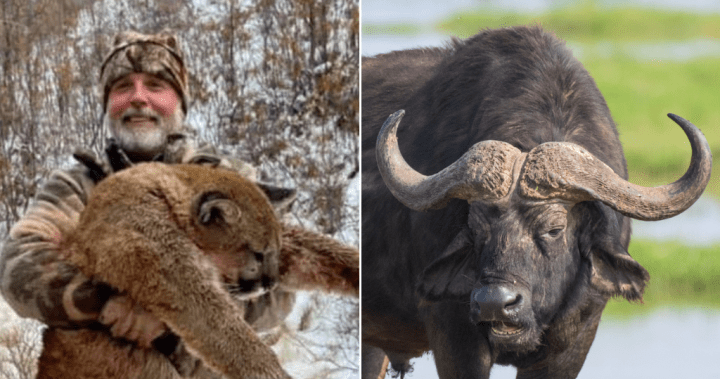 Texas trophy hunter killed by buffalo he was stalking in South Africa - National