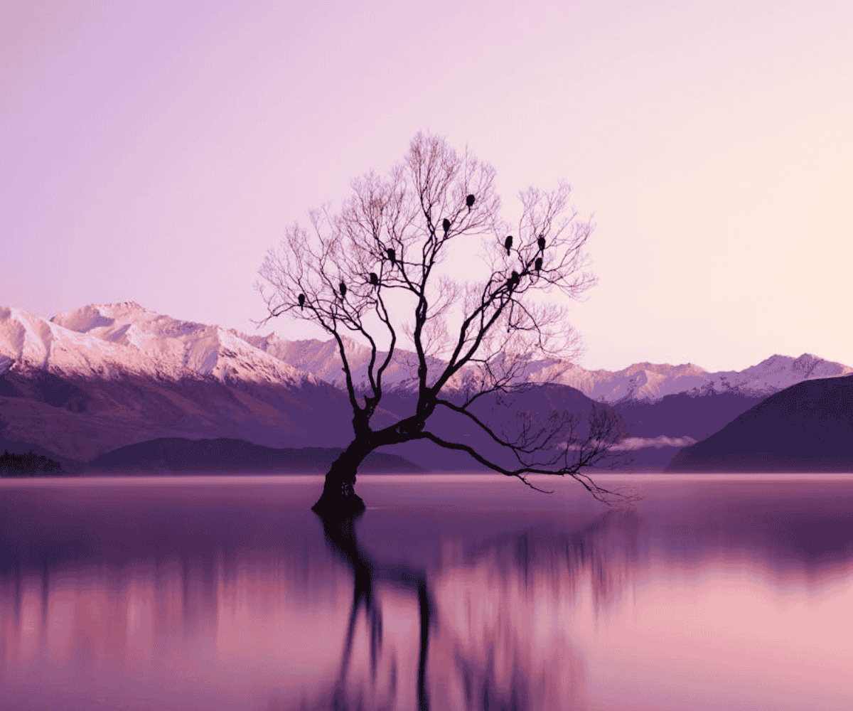 Wanaka-Tree.png