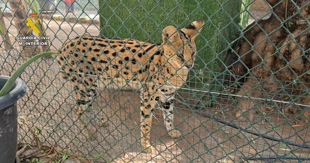 Website leads police to illegal pet store in Spain with over 150 exotic animals, including endangered species