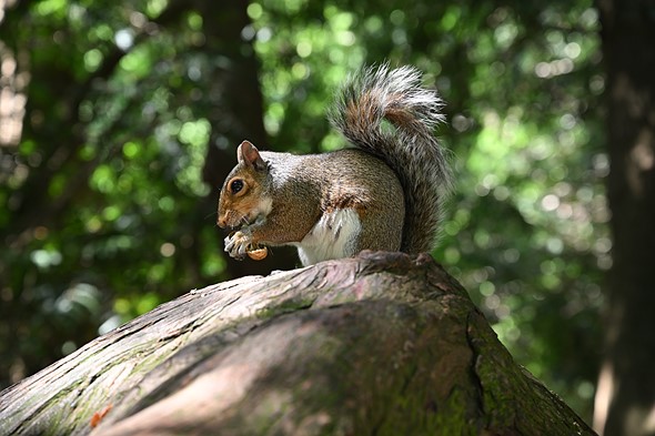 squirrel_eating_nut_on_tree.jpeg