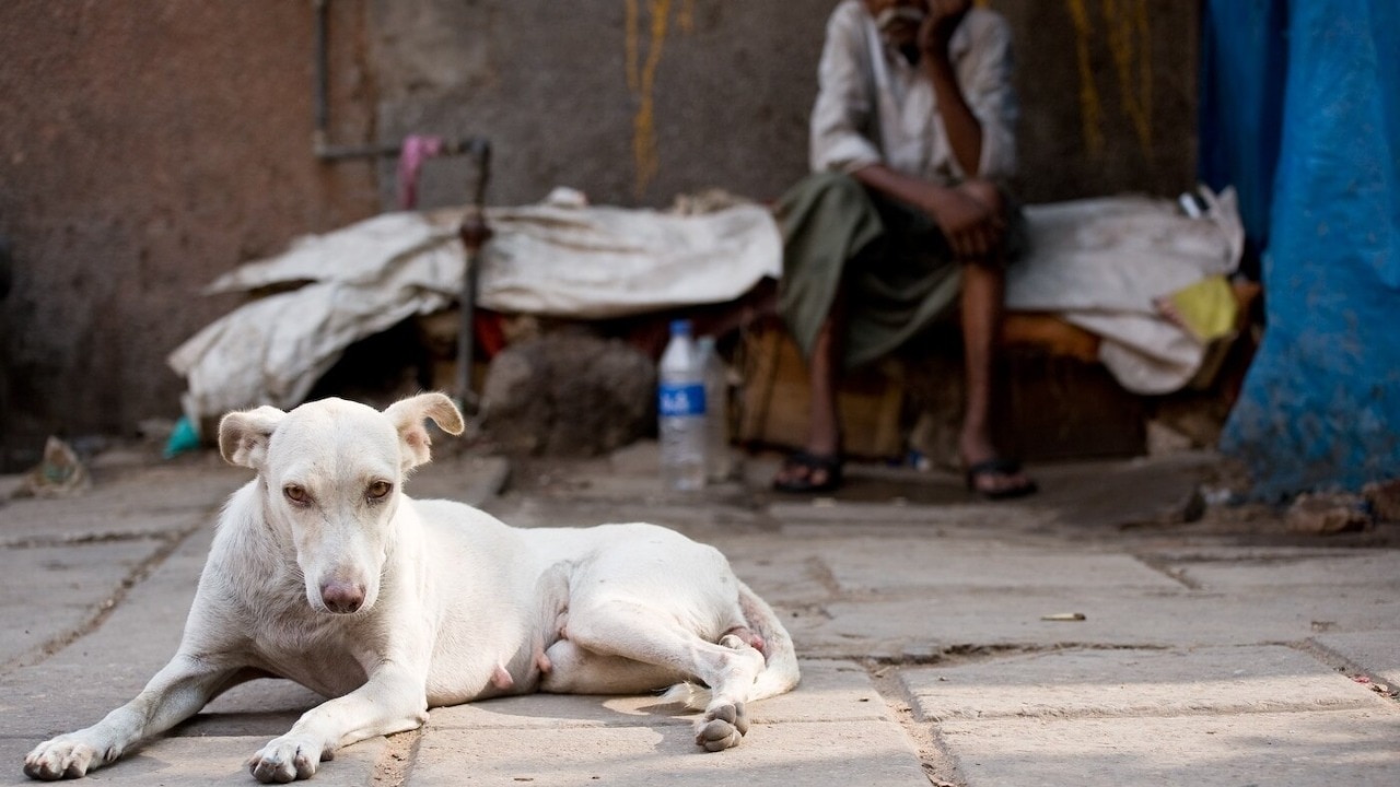 stray-dog-242746555-16x9_0.jpg