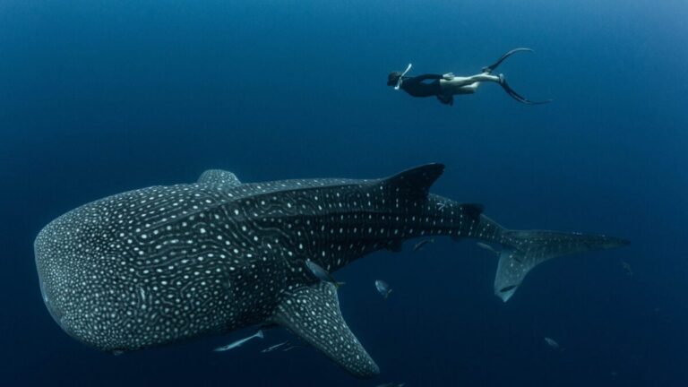 whale-shark-1200x675.jpg