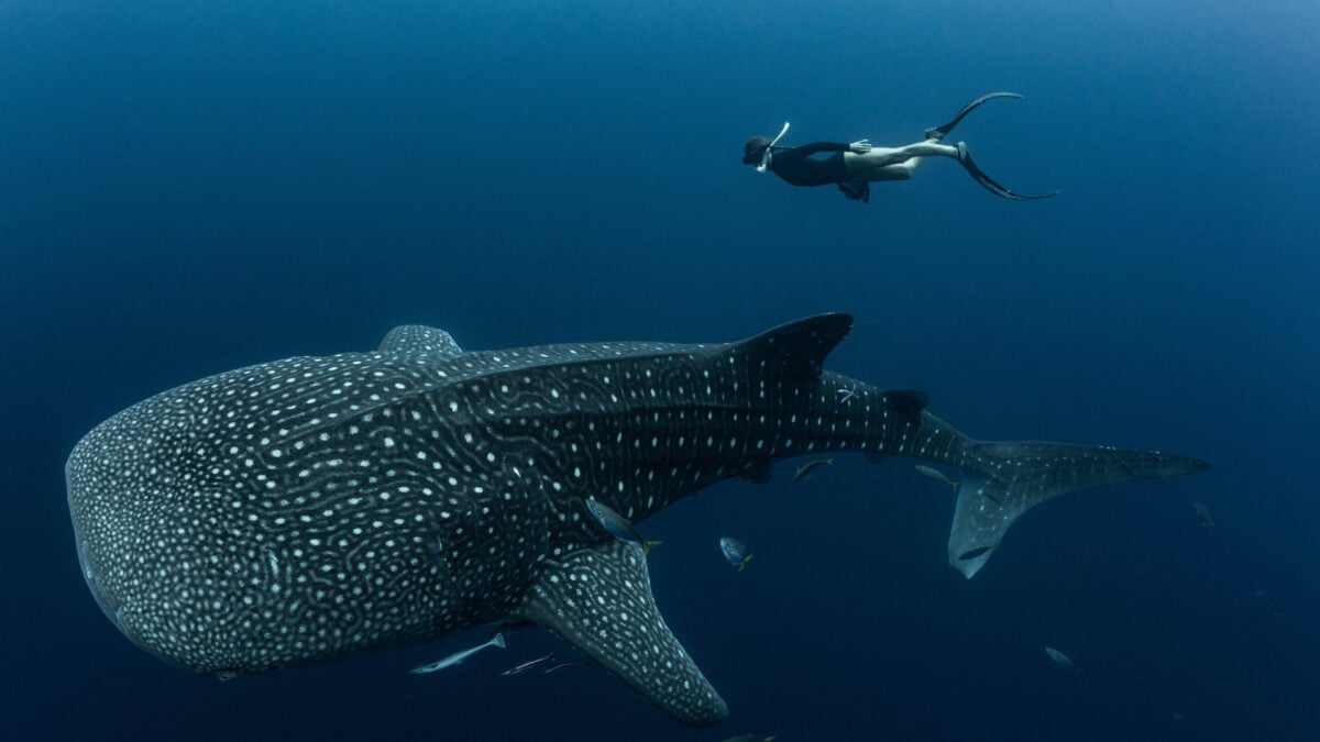 whale-shark-1200x675.jpg