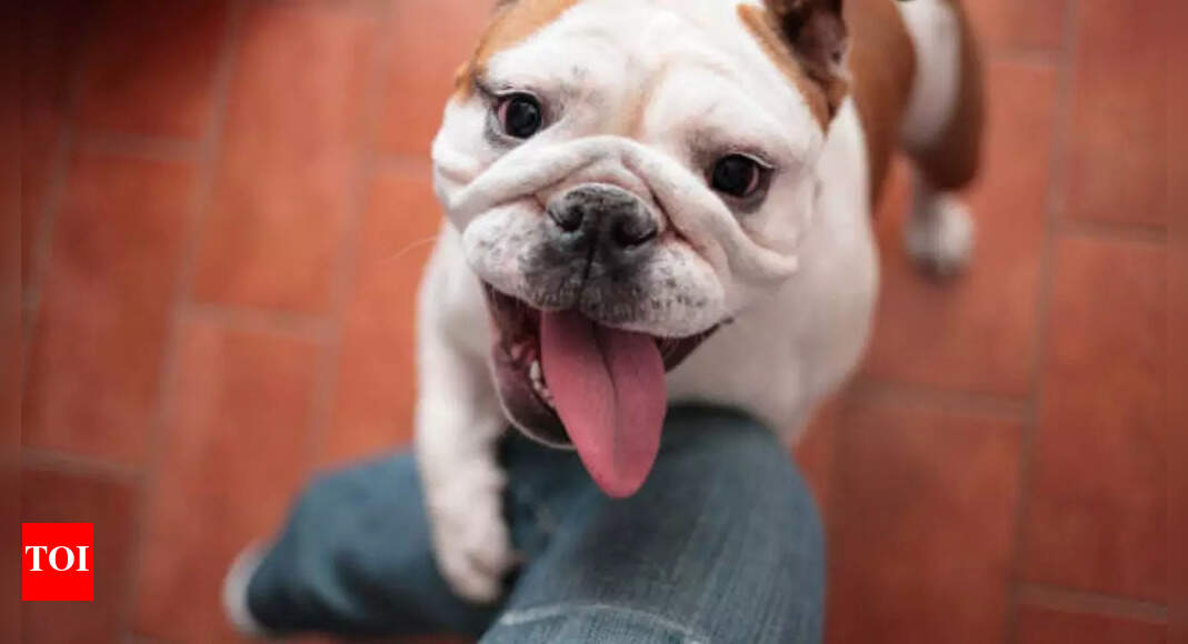 Sit, stay… vote? US woman accused of casting ballot in dog’s name; faces felonies over 'paw-litical' fraud