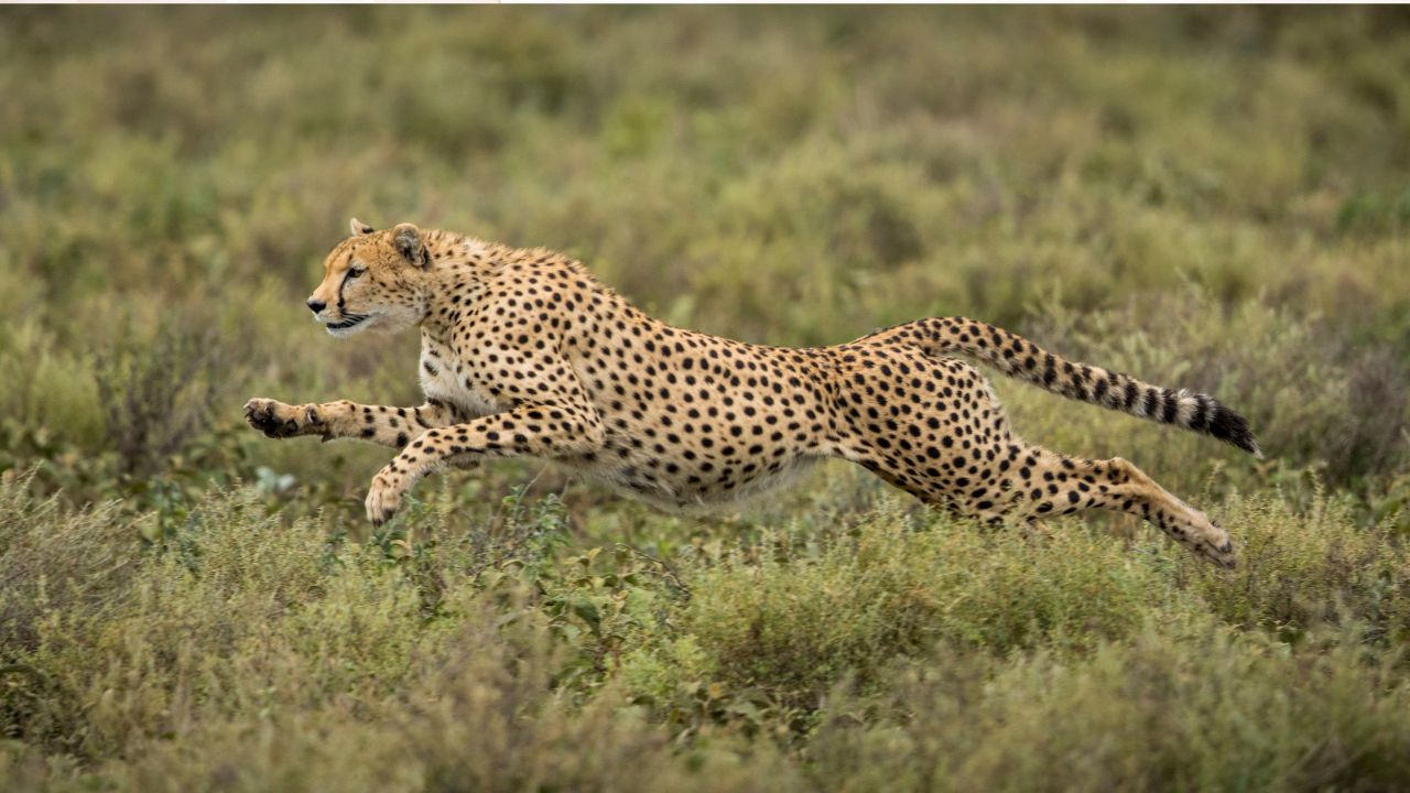 From Serengeti to Ngorongoro- Best Tanzania Safari Trips