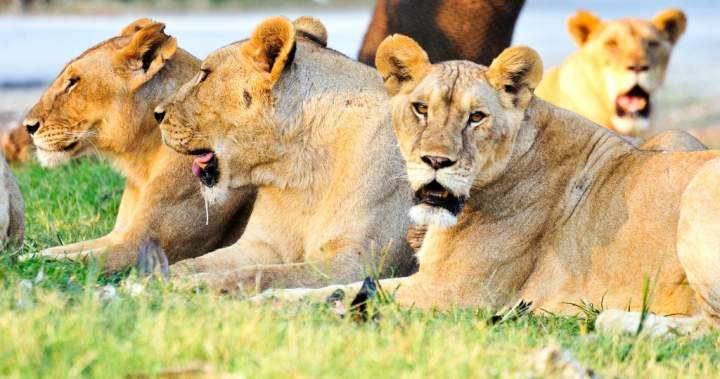 Zookeeper mauled to death by lions in front of visitors at Thailand safari park - National