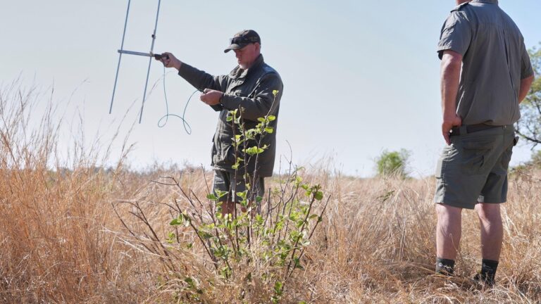 South Africa marks World Rhino Day as poaching slows but one still killed daily