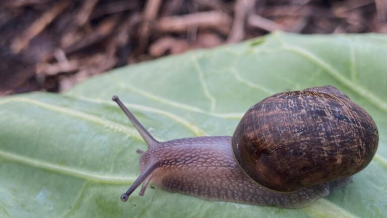 Ned is a perfectly nice snail, but a rare shell means a doomed love life