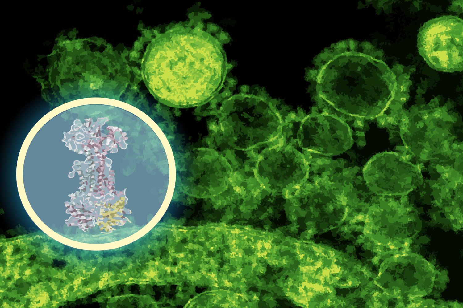 AI-maps-how-a-new-antibiotic-targets-gut-bacteria.jpg
