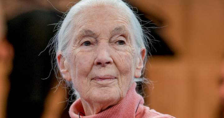 Jane Goodall, wildlife advocate and conservationist, dies at 91 - National
