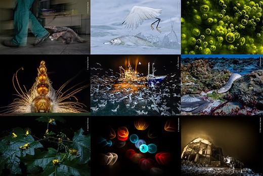 Wildlife_Photographer_of_the_Year_2025_winners_collage.jpeg