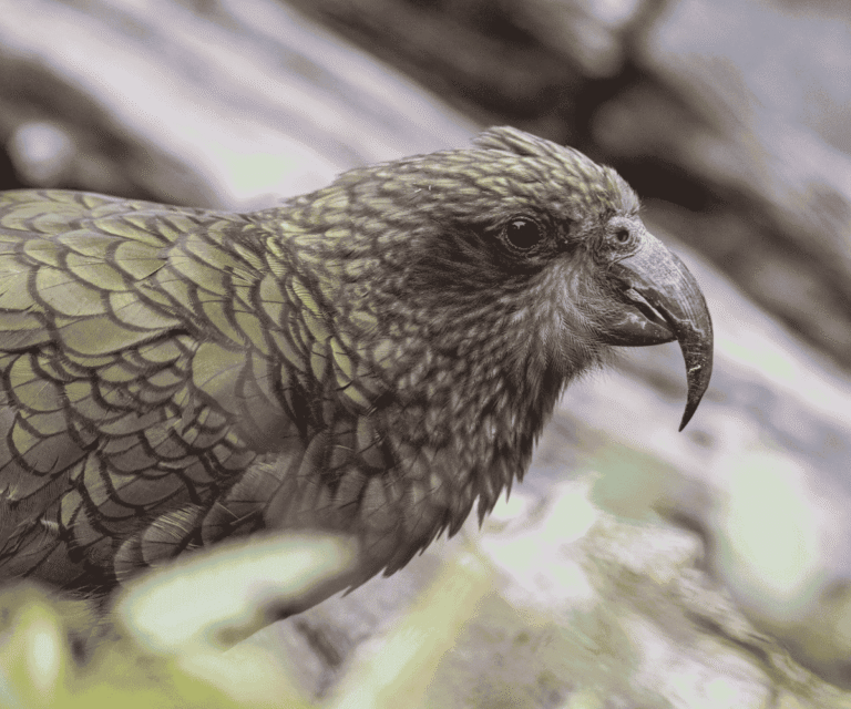 Kea-NZ.png