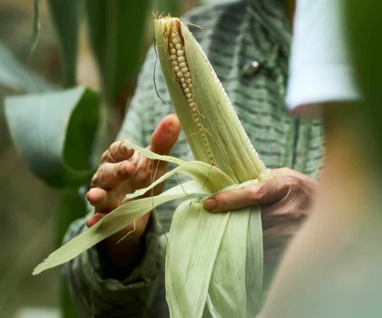 Tales-Farm-corn.jpg