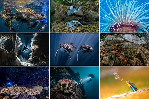 a_grid_of_nine_underwater_images.jpeg