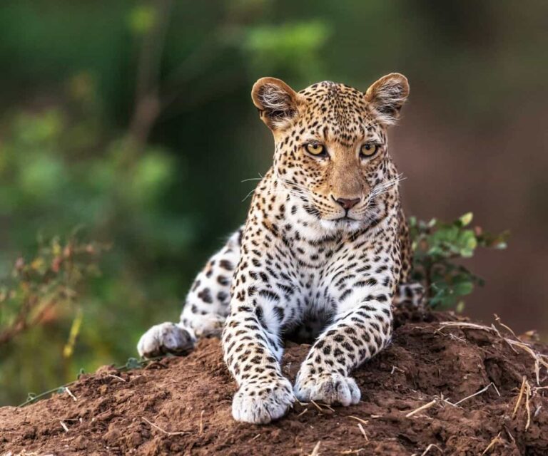 Leopard-in-South-Luangwa-Zambia.jpg