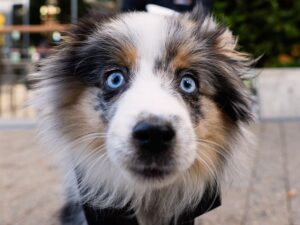 Our "Canine Capers" photo challenge is now open for submissions