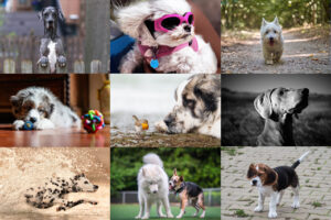 Canine capers: February's photo challenge picks of man's best friend