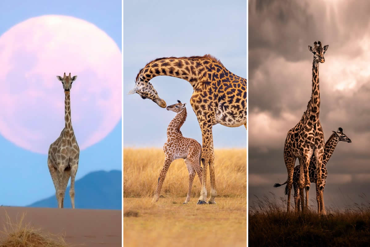 remembering-wildlife-giraffes-competition-winners-featured.jpg
